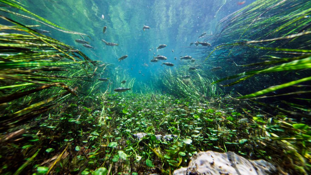 Deep in the Heart 2: Texas Rivers
