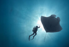 The Last Dive