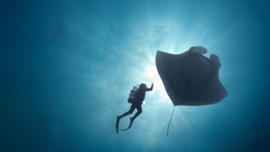 The Last Dive