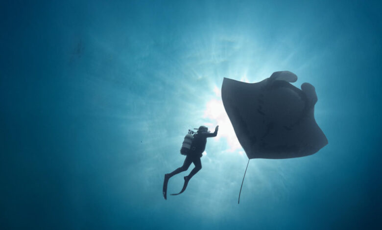 The Last Dive