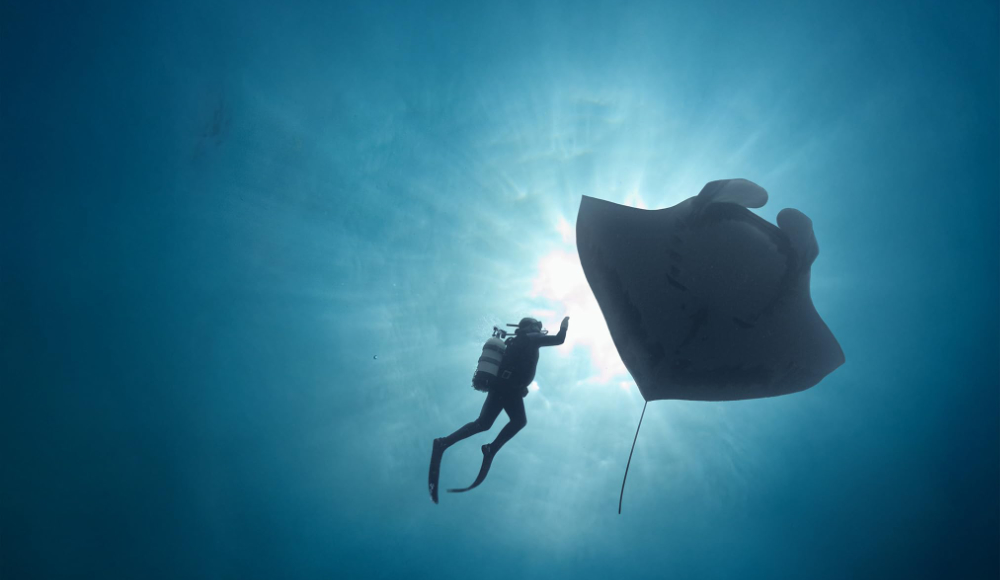 The Last Dive